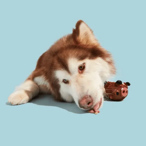 בארק צעצוע חזיר בר לעיס לכלב BARK
