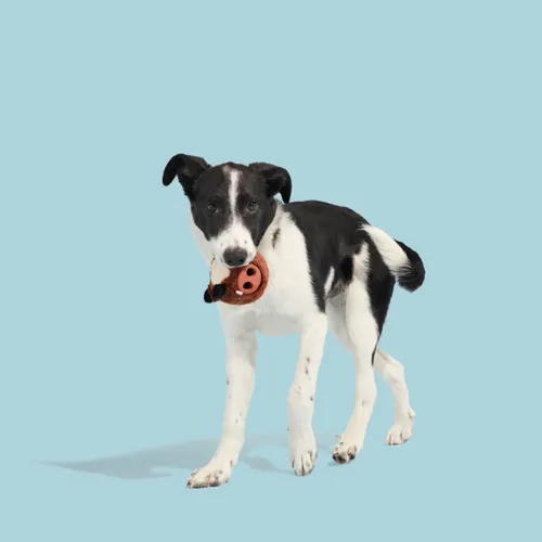 בארק צעצוע חזיר בר לעיס לכלב BARK