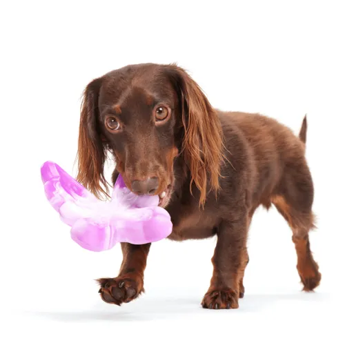 בארק צעצוע לעיס פרפר גומי לכלב BARK