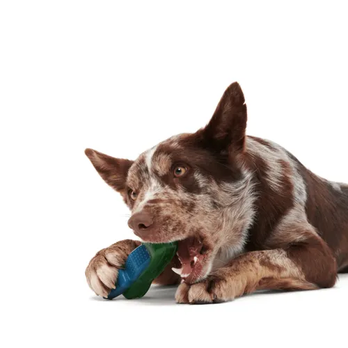 בארק צעצוע קרוקודיל גומי לעיס לכלב BARK
