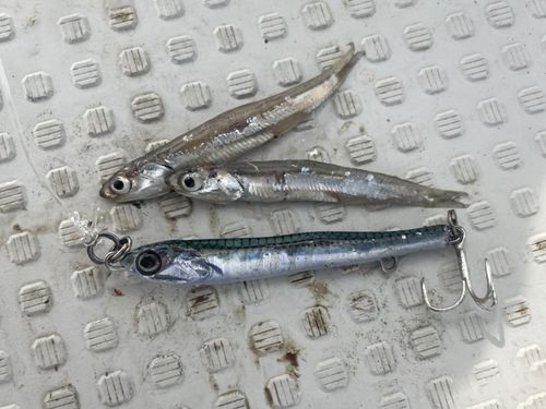 גיג LITTLE JACK METAL ADICT TYPE03 - 20G