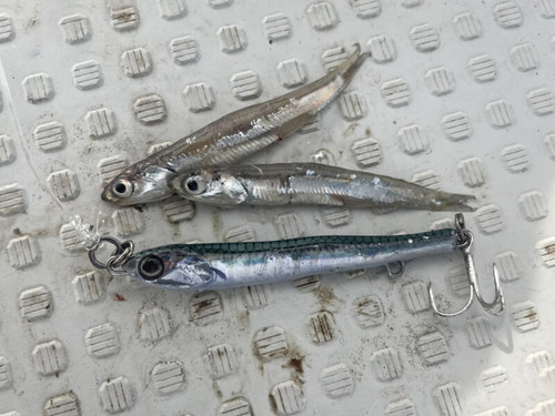 גיג LITTLE JACK METAL ADICT TYPE03 - 40G