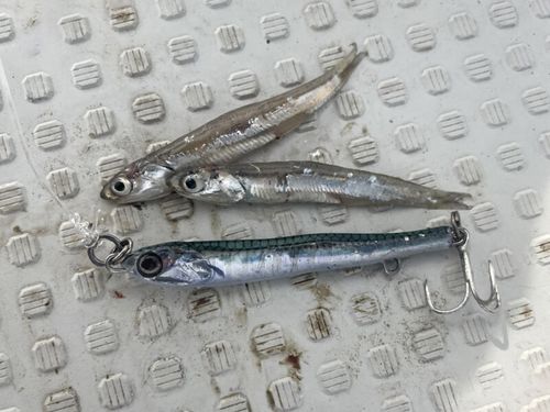 גיג LITTLE JACK METAL ADICT TYPE03 - 40G