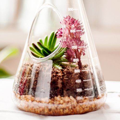 ערכת טרריון Terrarium