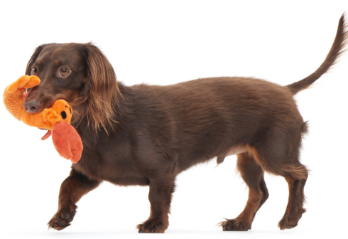 משחק לכלב בובת בארק דאלה הסרטנית - BARK DELLA CRAWFISH Toy For Dogs