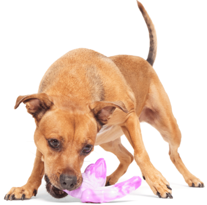 משחק לכלב בארק צעצוע לעיס פרפר גומי - BARK Dog Toy Super Chewer Fairy Dogmother Solid Nylon With Peanut Butter Scent