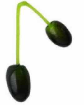 10 זיתים משבעת המינים לחג השבועות