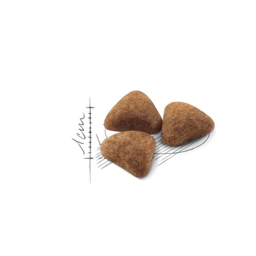 רויאל קנין לחתול אינדור 4 ק