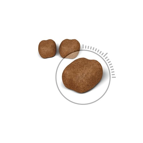 רויאל קנין לחתול אורל דנטל קייר 3.5 ק