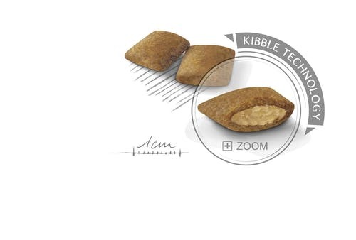 רויאל קנין מזון יבש לכלבים מיני אקסיג'נט 3 ק