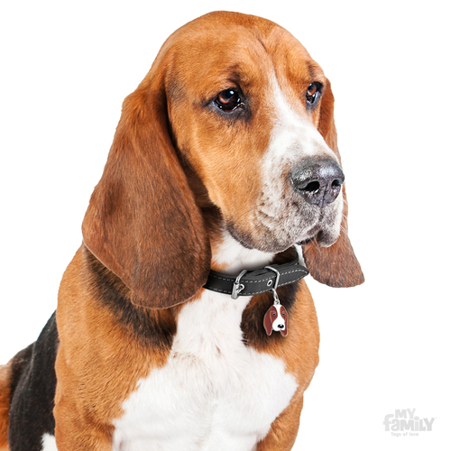 תג שם כלב באסט BASSET HOUND