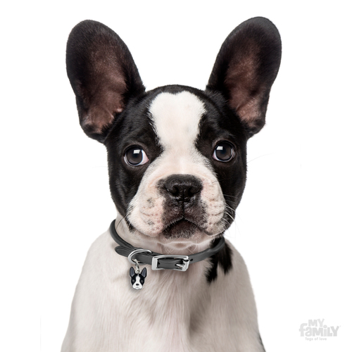 תג שם כלב בישון בוסטון טרייר BOSTON TERRIER
