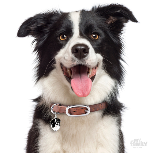 תג שם כלב בורדר קולי BORDER COLLIE