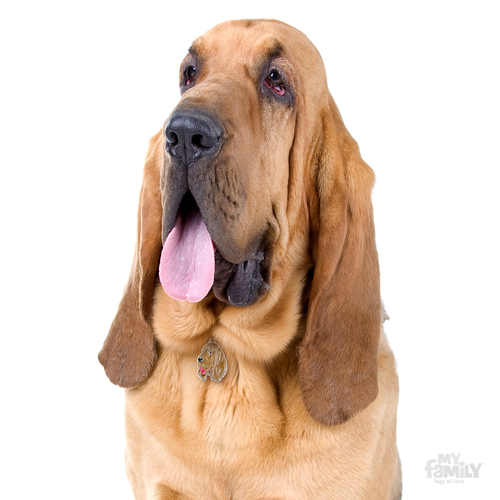 תג שם כלב בלדהאונד BLOODHOUND