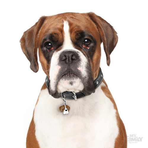 תג שם כלב בוקסר לבן וחום BOXER WHITE AND BROWN