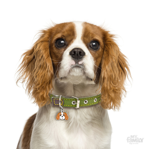 תג שם כלב קבלייר קינג צ'ארלס CAVALIER KING ORANGE