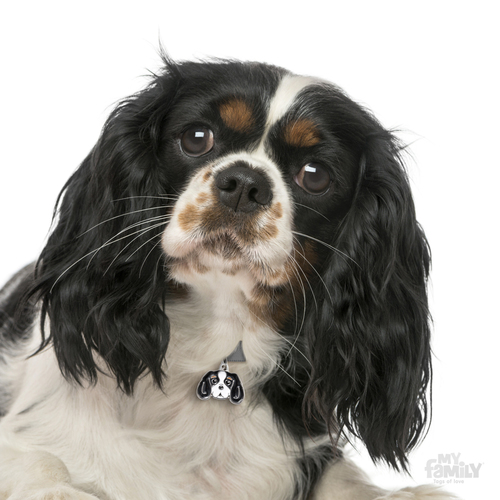 תג שם כלב קבלייר קינג צ'ארלס CAVALIER KING TRICOLOR