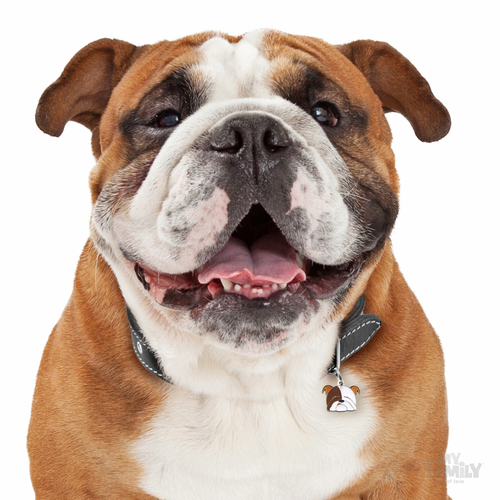 תג שם כלב בולדוג ENGLISH BULLDOG
