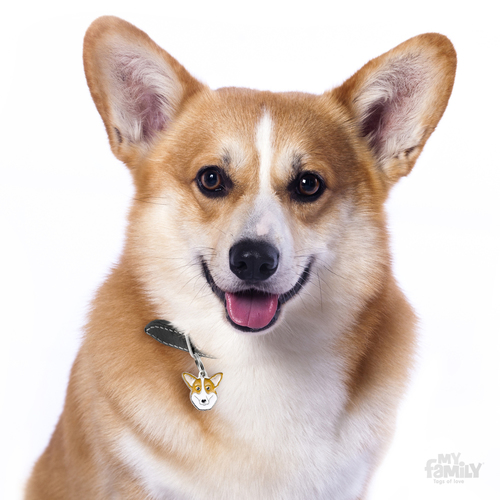 תג שם כלב וולש קורגי WELSH CORGI CARDIGAN