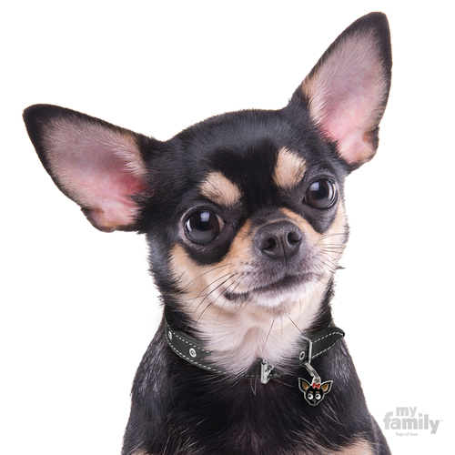 תג שם כלב  צ'יוואווה שחור CHIHUAHUA BLACK