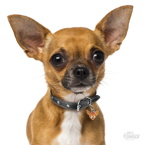 תג שם כלב  צ'יוואווה חום CHIHUAHUA BROWN