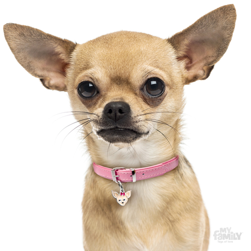 תג שם כלב  צ'יוואווה קרם CHIHUAHUA CREAM