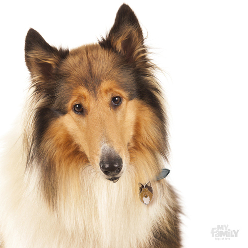תג שם כלב קולי COLLIE