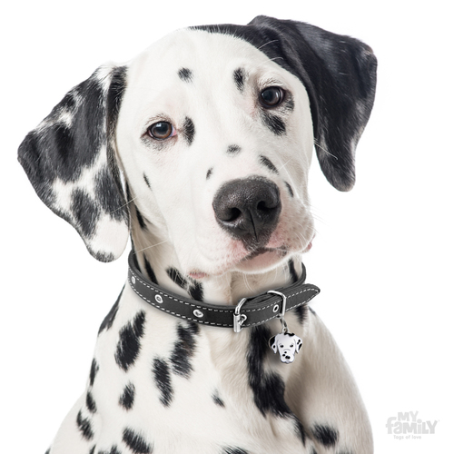 תג שם כלב  דלמטי DALMATIAN
