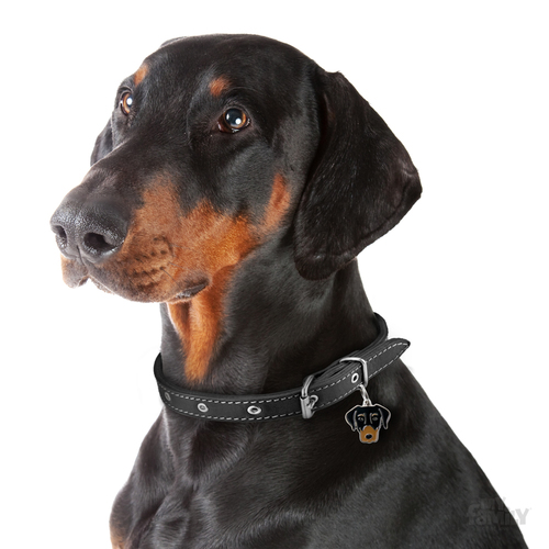 תג שם כלב דוברמן DOBERMANN
