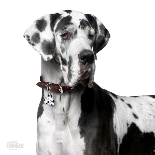 תג שם כלב דני ענק GREAT DANE ARLEQUIN