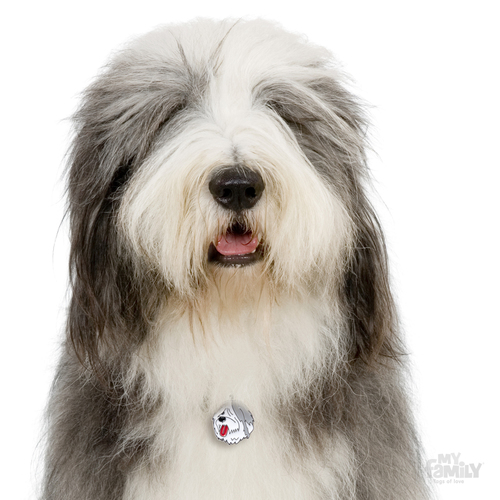 תג שם כלב צאן אנגלי עתיק OLD ENGLISH SHEEPDOG