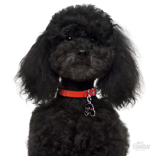 תג שם כלב פודל שחור POODLE BLACK