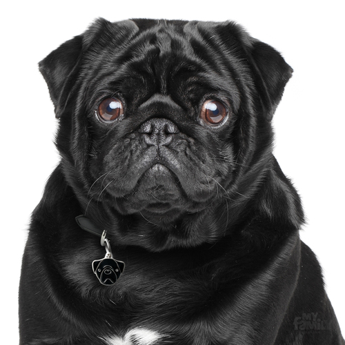 תג שם כלב פאג שחור BLACK PUG