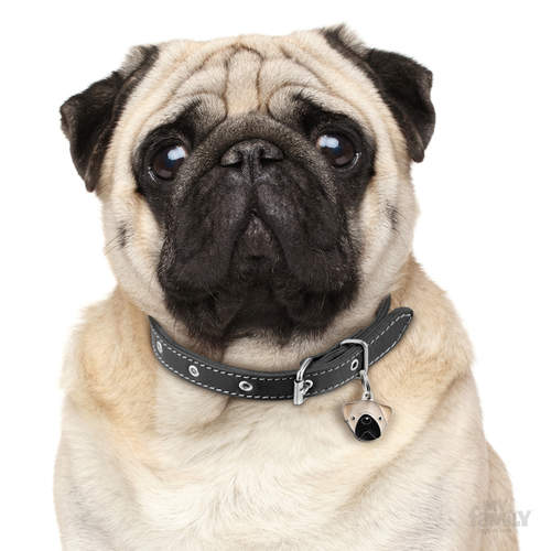 תג שם כלב פאג FAWN PUG