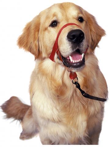 Halti Dog Head Collar -הלטי ריתמת ראש מידה 3
