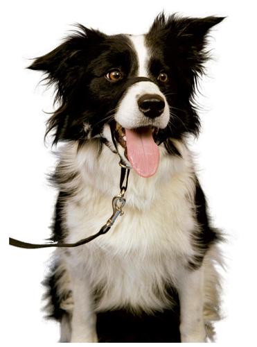 Halti Dog Head Collar -הלטי ריתמת ראש מידה 2