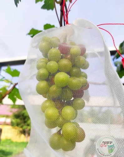 שקיות הגנה לפירות ממזיקים 20X30 - מארז 50 יחידות