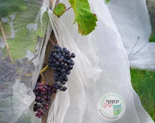 רשת הגנה לעצי פרי מפני מזיקים וציפורים - לבנה 5X5 