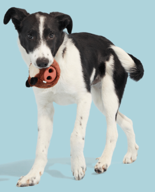 משחק לכלב בובת בארק חזיר בר לעיס - BARK Dog Toy Wild Boris