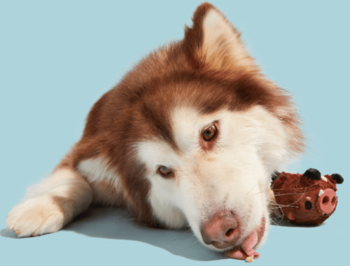 משחק לכלב בובת בארק חזיר בר לעיס - BARK Dog Toy Wild Boris