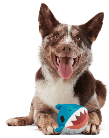 משחק לכלב בארק צעצוע נסתר כריש - BARK Great White Dwight Dog Toy