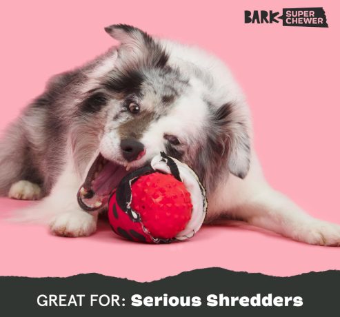 משחק לכלב בארק צעצוע נסתר פרת משה רבינו - BARK Super Chewer Lady Bugsy Squeaky Dog Toy