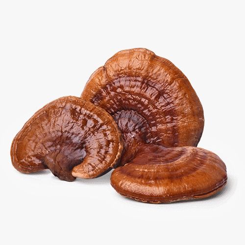 ברא- ריישי GANODERMA LUCIDUM | מכיל 60 כמוסות |