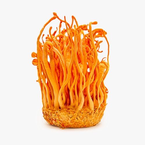 ברא- קורדיספס CORDYCEPS SINENSIS | מכיל 60 כמוסות