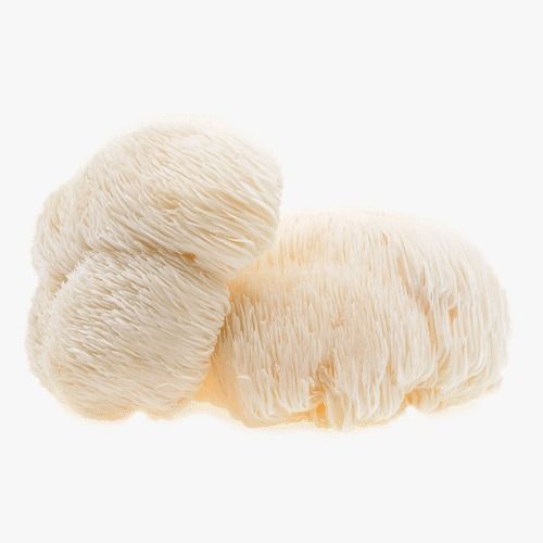 רעמת האריה HERICIUM ERINACEUS | מכיל 100 גרם אבקה אורגנית | ברא צמחים