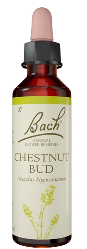 CHESTNUT BUD | טיפות לשתייה על בסיס תמציות פרחי באך | מכיל 20 מ