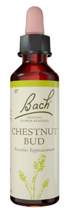 CHESTNUT BUD | טיפות לשתייה על בסיס תמציות פרחי באך | מכיל 20 מ"ל | 