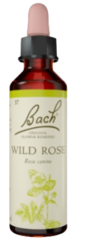 WILD ROSE | טיפות לשתייה על בסיס תמציות פרחי באך | מכיל 20 מ