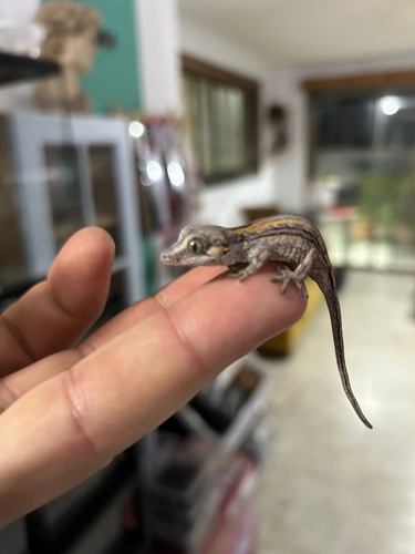 שממית גרגויל בייבי 