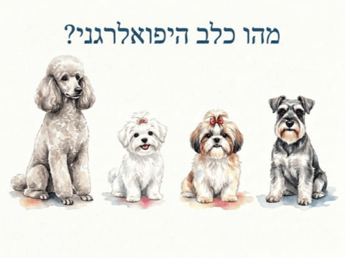 מה זה כלב היפואלרגני